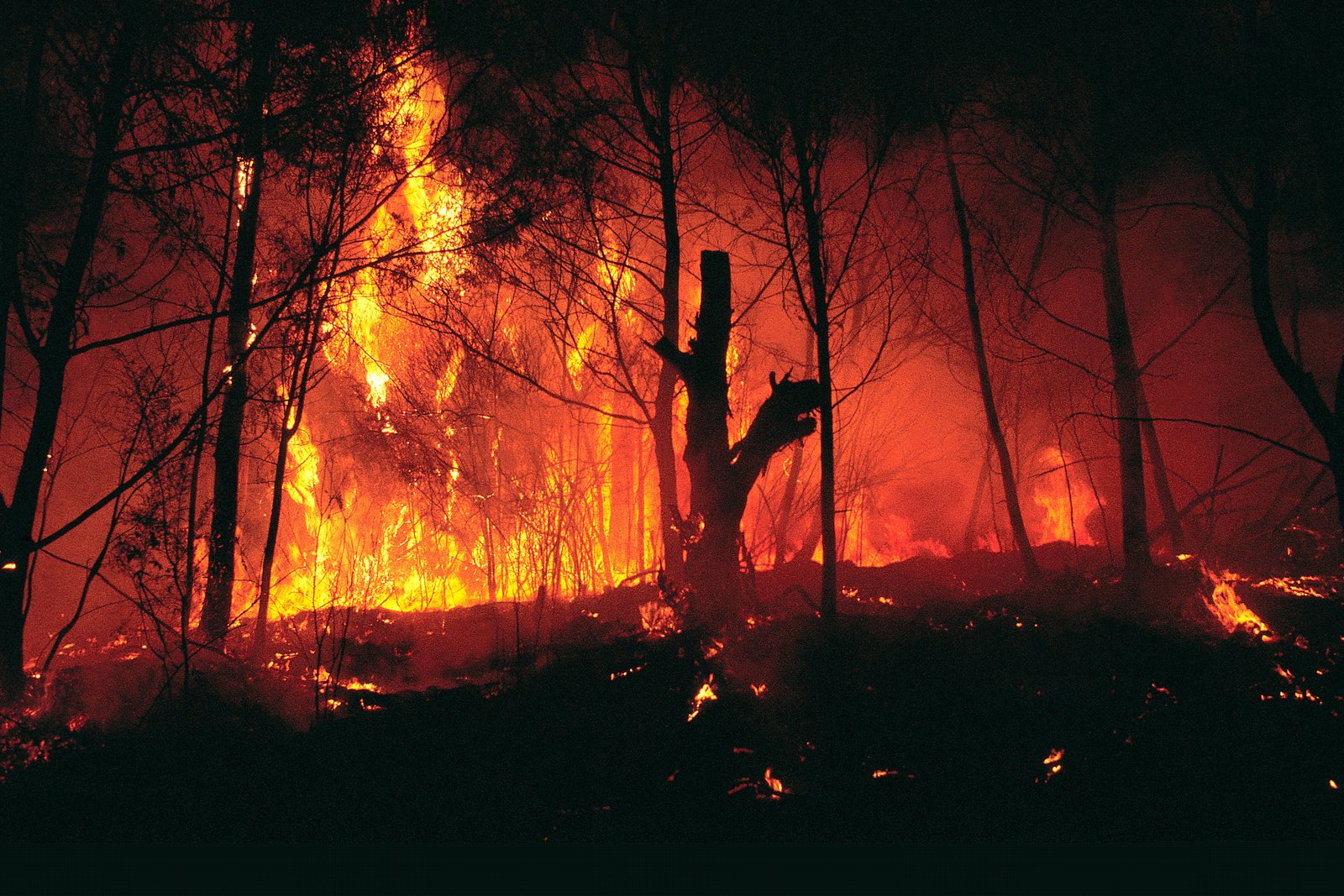 Devastating wildfire in forest